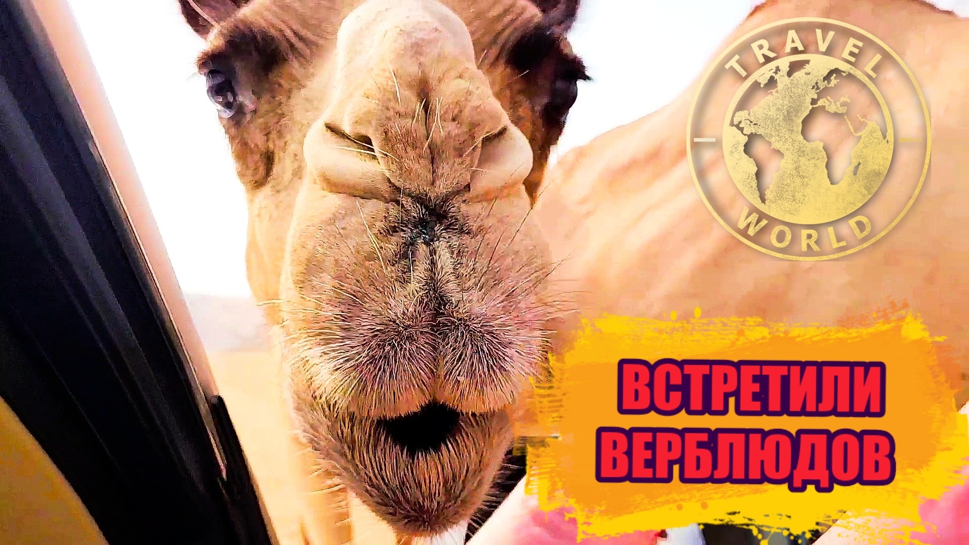 Едем в пустыню 🏜 Встретили верблюдов 🐫 ОАЭ 🇦🇪 #путешествие #оаэ #приключения