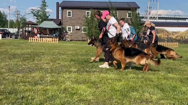 РАБОЧИЙ КОБЕЛИ / КЧК БРОННИЦЫ 25 мая`25 F.Bogoeski, О.Васильев Моно немецких овчарок