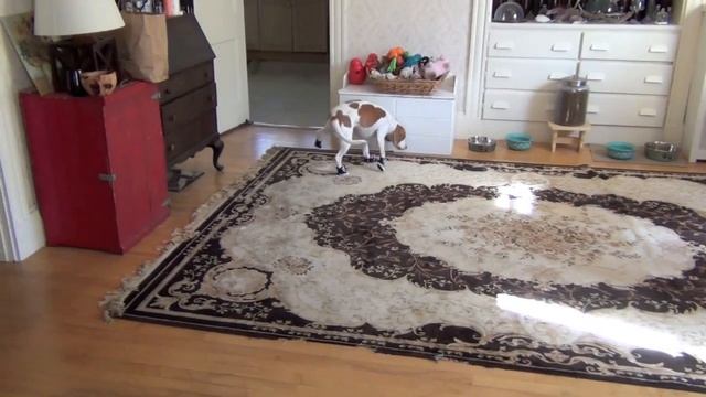 Dog Has Trouble Walking in Sneakers: Cute Dog Maymo смотреть онлайн