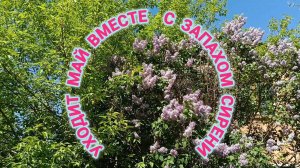 УХОДИТ МАЙ ВМЕСТЕ С ЗАПАХОМ СИРЕНИ.