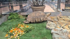 Большие черепахи. Краснодар, парк Галицкого.
