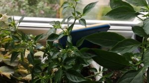 30-05-2025 Балконный перец в горшке 🌶️🌶️🤔