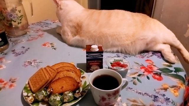 Сидим без света /Кошки курильщика /Кот Саша не пропуск? смотреть онлайн