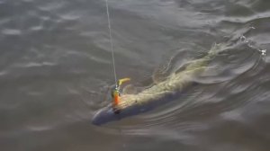 10 ПРОВЕРЕННЫХ СПОСОБОВ ЛОВЛИ ЩУКИ: Секреты, о которых молчат бывалые рыбаки!