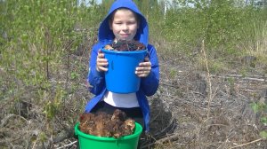 Тихая охота! Первые Грибы 2025!