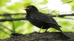 Пение птиц. Ворона - свистун Австралийская
