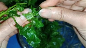 Салат из Лебеды - Пальчики Оближешь! Как готовить Лебе?