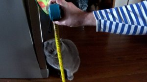 ДОТ для котиков, ФАНЕРУ возим и ШПАЛЕРА