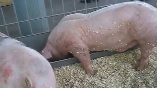 Свинопапки смотреть онлайн