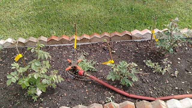 Поливаю новые розы вертушками на слабый напор воды. смотреть онлайн