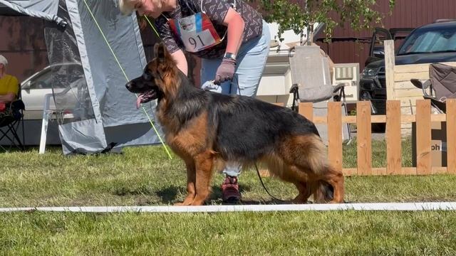 ПОДРОСТКИ СУКИ ДШ / КЧК БРОННИЦЫ 25 мая`25 F.Bogoeski, О.Васильев Моно немецких овчарок