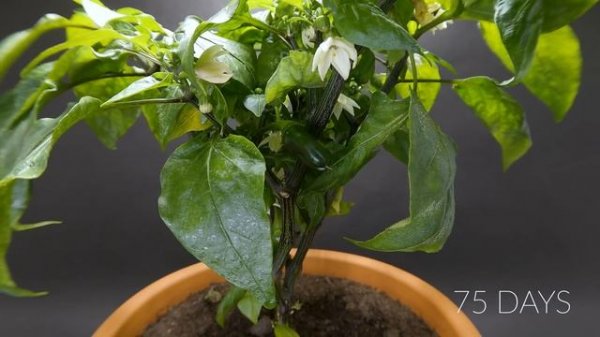 Growing ORANGE BELL PEPPER Time Lapse - 123 Days