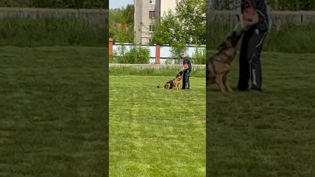 1 Отл. КЧК Блитц Артиг НИКОЛЕ +++ №23 / КЧК УФА 17 мая`25 Н.Морева Моно немецких овчарок