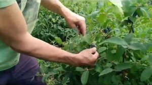 Жимолость. Презентация сорта ГОЛУБОЙ БАНАН. 4-й год от посадки