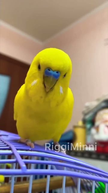 Как чирикает волнистый попугай смотреть онлайн