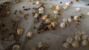 Замачивание семян ГОРОХА и СВЁКЛЫ       ПОДПИШИСЬ