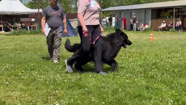 5 Отл. Team Zilber Wasserfall PARAD +++ №85. КЧК БРОННИЦЫ 25 мая`25 Bogoeski/Васильев Моно нем.овчар