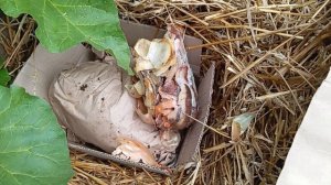 Разведение калифорнийских червей на даче