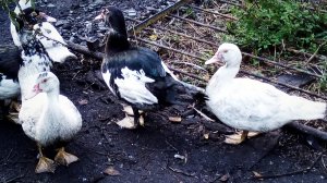 Как ощипать индоутку без лишних усилий