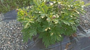 Новинки пионов Корал Сандей, Лаура Десерт в моем саду.