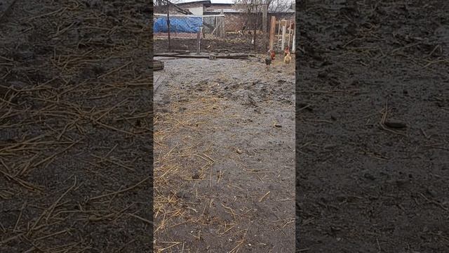 СЕЛЬСКАЯ ЖИЗНЬ ЧЕЧЕНЦЕВ! НАШ БЫТ! МОИ ВНУКИ!!! смотреть онлайн