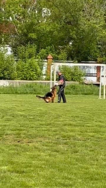 4 Отл. ЗЛАТОГОРА МАЙН ШТЕРН +++ №22 / КЧК УФА 17 мая`25 Н.Морева Моно немецких овчарок