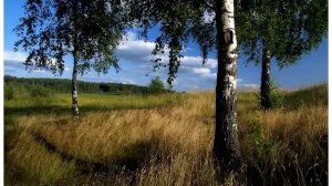 Свет берез