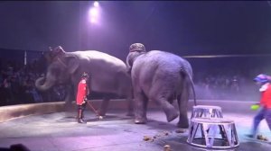 Слон срет в цирке