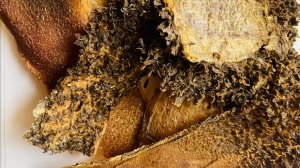 Рубец говяжий видео обзор светлый и темный  Лакомства для собак натуральные