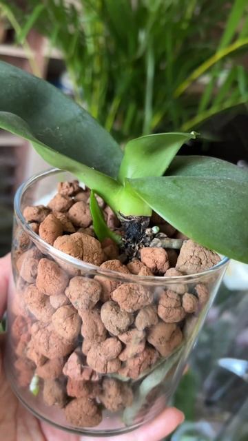 Орхидеи в керамзите смотреть онлайн