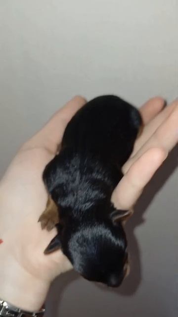 новорождённый Йорик