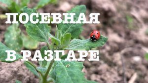 #175. Косим. Сажаем. Коптим. [Жизнь на своей земле]