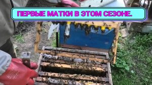 ПЕРВЫЕ МАТКИ,ДЖЕНТЕРСКИЙ СОТ  РАБОТАЕТ ОТЛИЧНО.