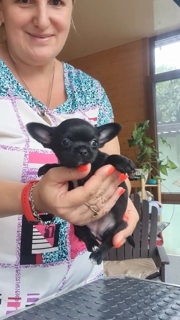 ЛЕЙЛА ШАМАНОВНА мини чихуахуа ркф Продажа дом Кастроп смотреть онлайн