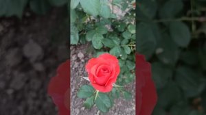 beautiful rose Korvette#троянда Корвет