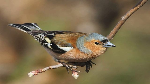 Пение птиц. Зяблик смотреть онлайн