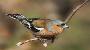 Пение птиц. Зяблик