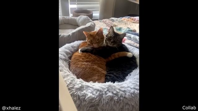 Never Wake A Sleepwalker