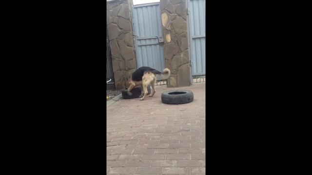 Природный инстинкт ! Смеялся до слез