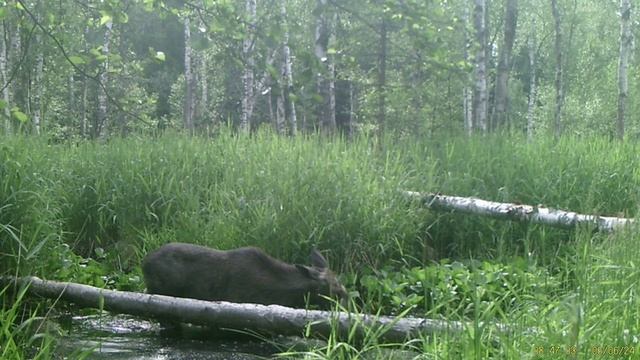 Лающий лось, утка с утятами на бобровой плотине, лосенок купается в лесной речке, ястреб.