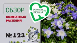 Обзор растений: аглаонемы, папоротники, алоказии, фикусы, пальмы, кактусы, алоэ, филодендроны #123