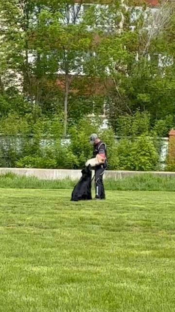 1 Отл. КЧК ДЖЕССИКА БЛЭК КВИН из Белого Яра +++ №34 / КЧК УФА 17 мая`25 Н.Морева Моно немецких овчар