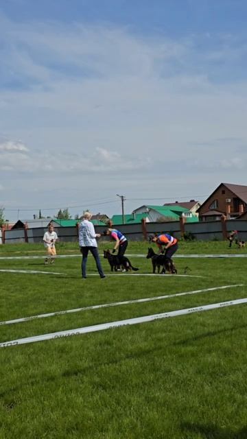 БЕБИ СУКИ ДШ / КЧК УФА 17 мая`25 Н.Морева Моно немецких овчарок