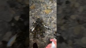 Рыбалка в Анапе бешеный клёв ставриды !!!