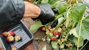 54-2024 Самара. Клубника Априка - урожайность с куста на м?