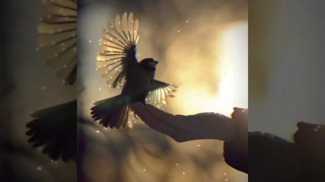 @Нереально красивая песня _🕊ЛеТи МоЯ ПтИчКа ЛеТаЙ🕊⚜ смотреть онлайн