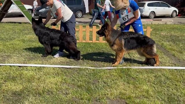 ЩЕНКИ КОБЕЛИ ДШ / КЧК БРОННИЦЫ 25 мая`25 F.Bogoeski, О.Васильев Моно немецких овчарок