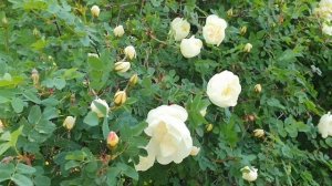 Новый день / Лена LIFE / ЖЕСТЬ!!! И эта туда же! / Обзор влог?