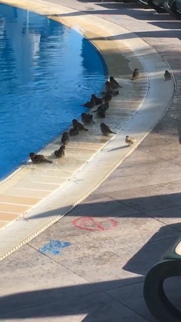 Купание в бассейне смотреть онлайн