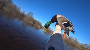 Охота с подсадными утками в сезоне 25 года.